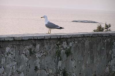 Picture Gallery of Rovinj Istria Croatia