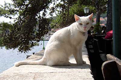 Picture Gallery of Korcula Dalmatia Croatia