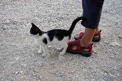 Picture Gallery of Orebic Peljesac Dalmatia Croatia