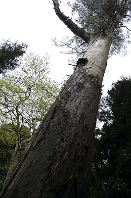Picture Gallery of Bucaco Forest Near Sintra Portugal