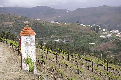 Picture Gallery of Rio Douro Port Wine Country Portugal