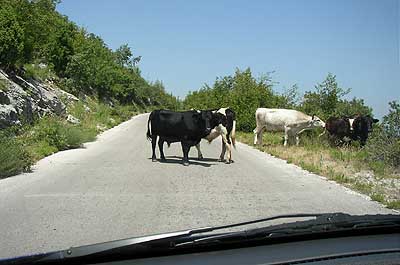 Picture Gallery of Animals in Montenegro