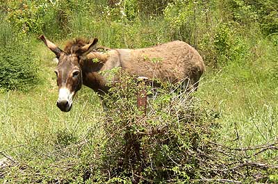 Picture Gallery of Animals in Montenegro