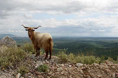 Picture Gallery of Animals in Montenegro