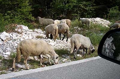 Picture Gallery of Animals in Montenegro