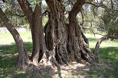 Picture Gallery of Old Maslina Olive Tree near Bar Montenegro